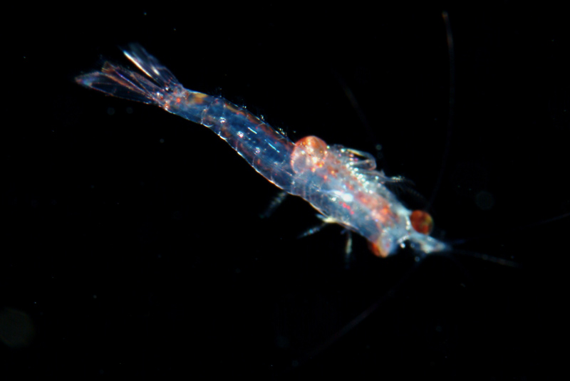 Misidacei